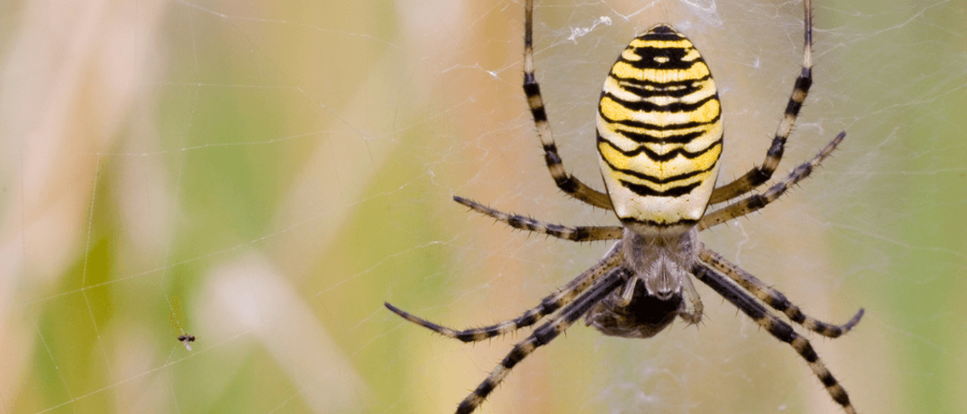 The Real Debate: Are Spiders Bugs? | JP Pest Services